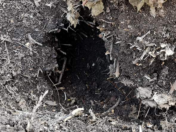 Welches Tier Grabt Grosse Locher Im Garten Gartenlexikon De