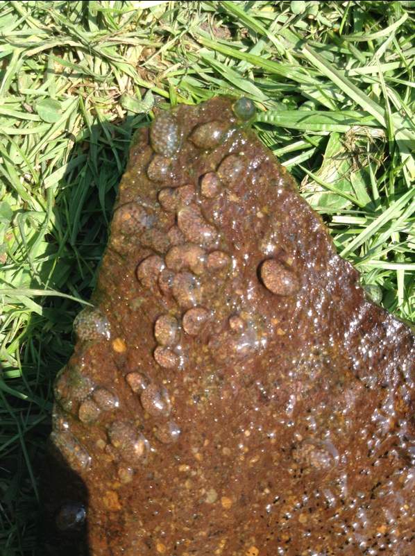 Welches Tier legt Eier unter Steine im Teich? (Lebewesen, Gartenteich)