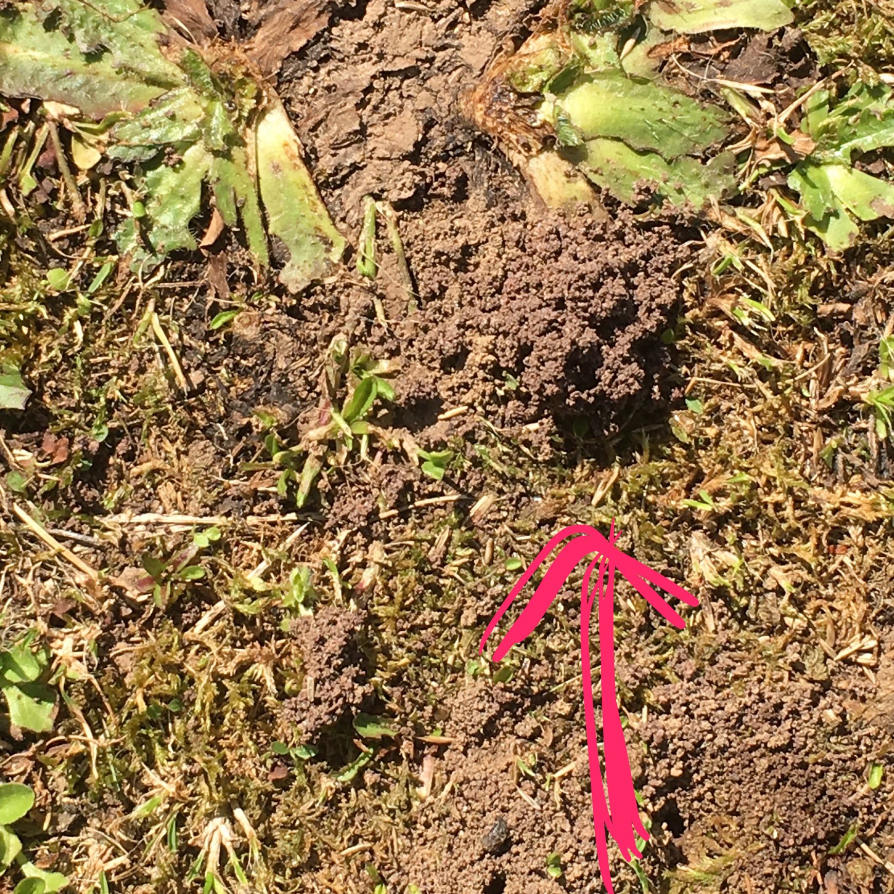 40+ Kleine Erdhäufchen Im Garten, Auf plantopedia erfahren sie, wer