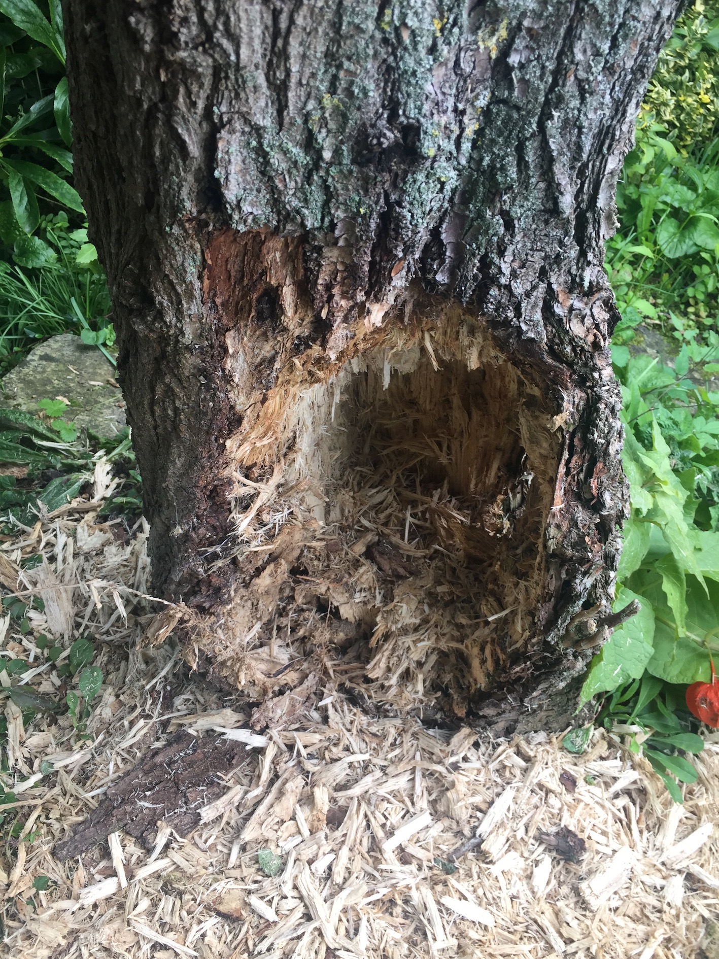 35+ schön Bilder Welches Tier Buddelt Löcher Im Garten