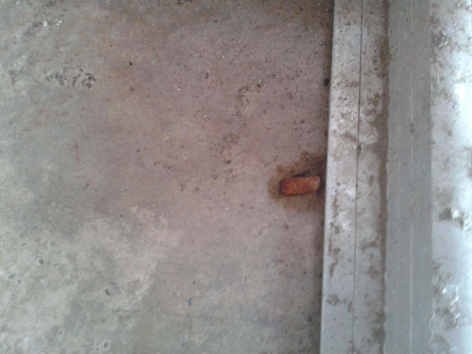 welches tierchen hat sich nun wieder auf meiner terrasse breit gemacht