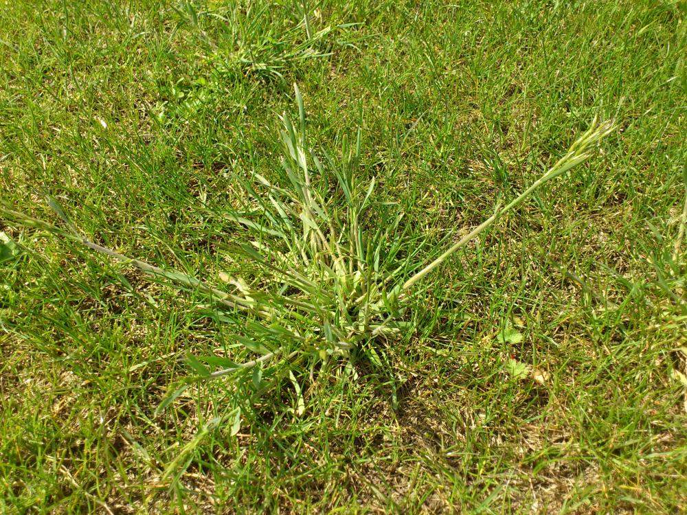 welches unkraut ist das? (Garten, Rasen)