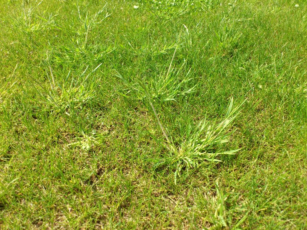 welches unkraut ist das? (Garten, Rasen)