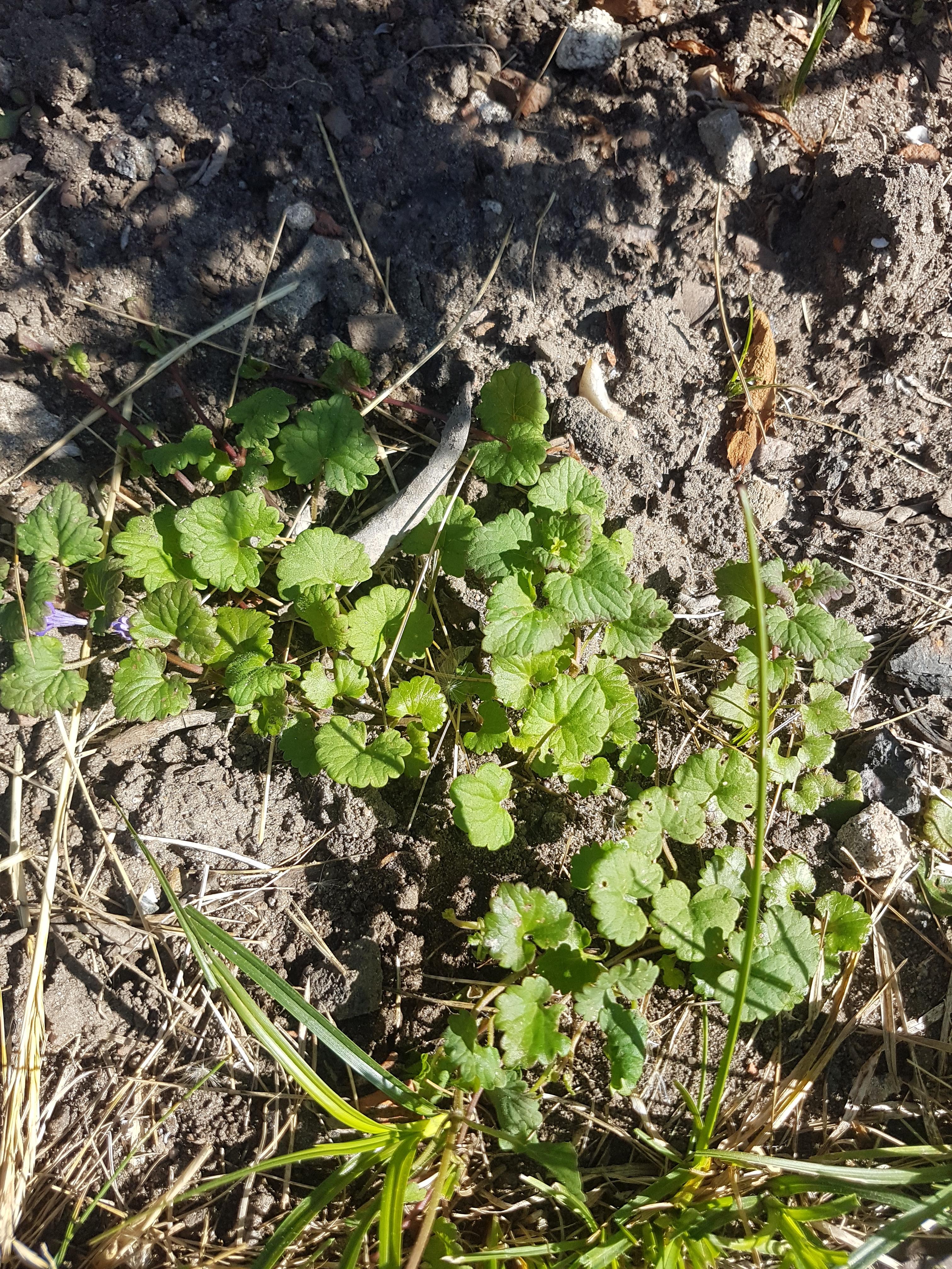 Welches Unkraut Ist Das Es Wuchert Ziemlich Garten