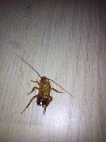 ???? - (Insekten, Schabe)