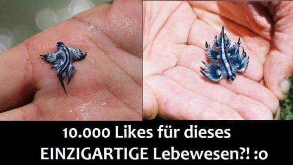 Tier - (Tiere, Wissen)
