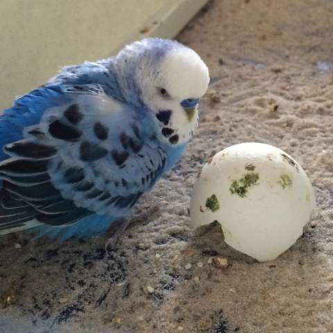 Pauli mit seinem Ei - (Tiere, Verhalten, Vögel)