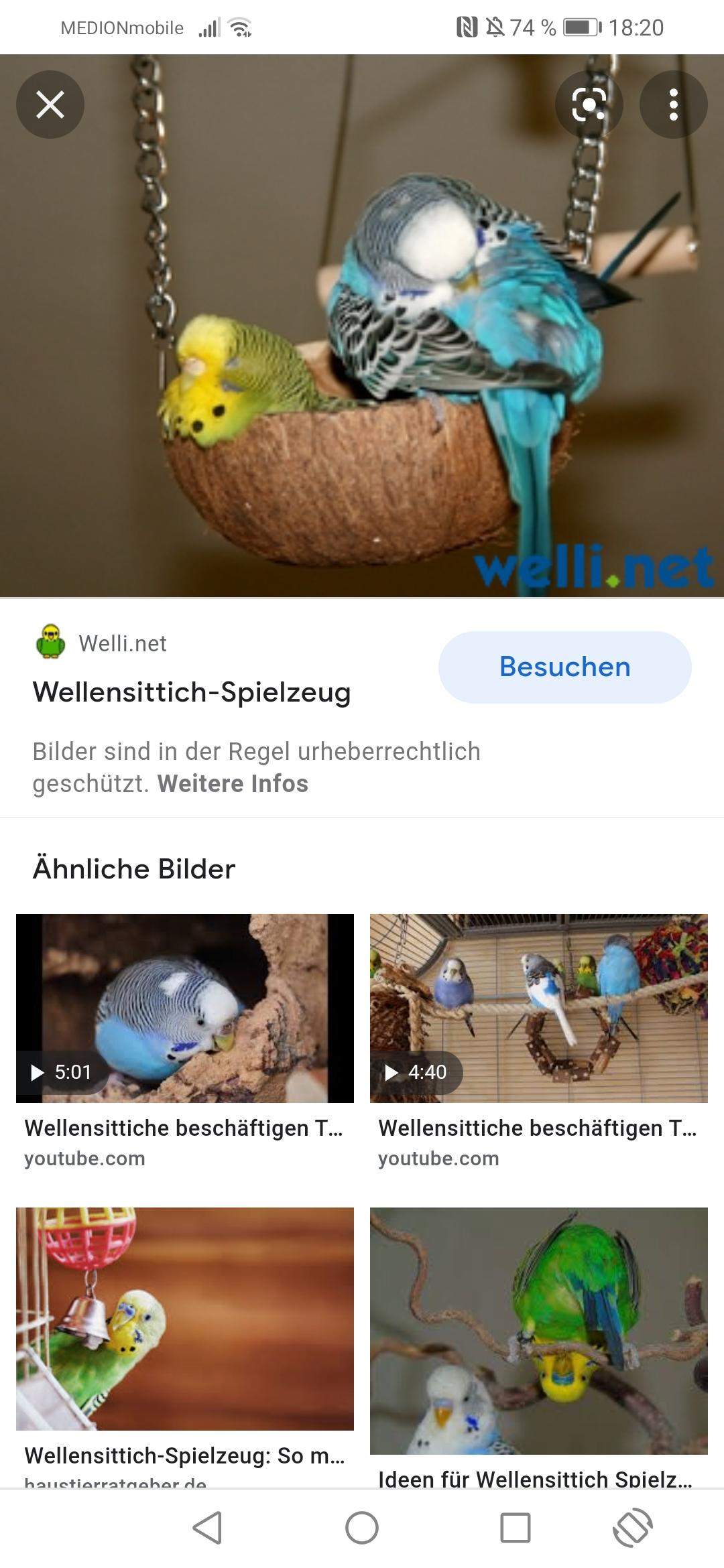 Wellensittich Eier ablegen? (Tiere, Vögel)