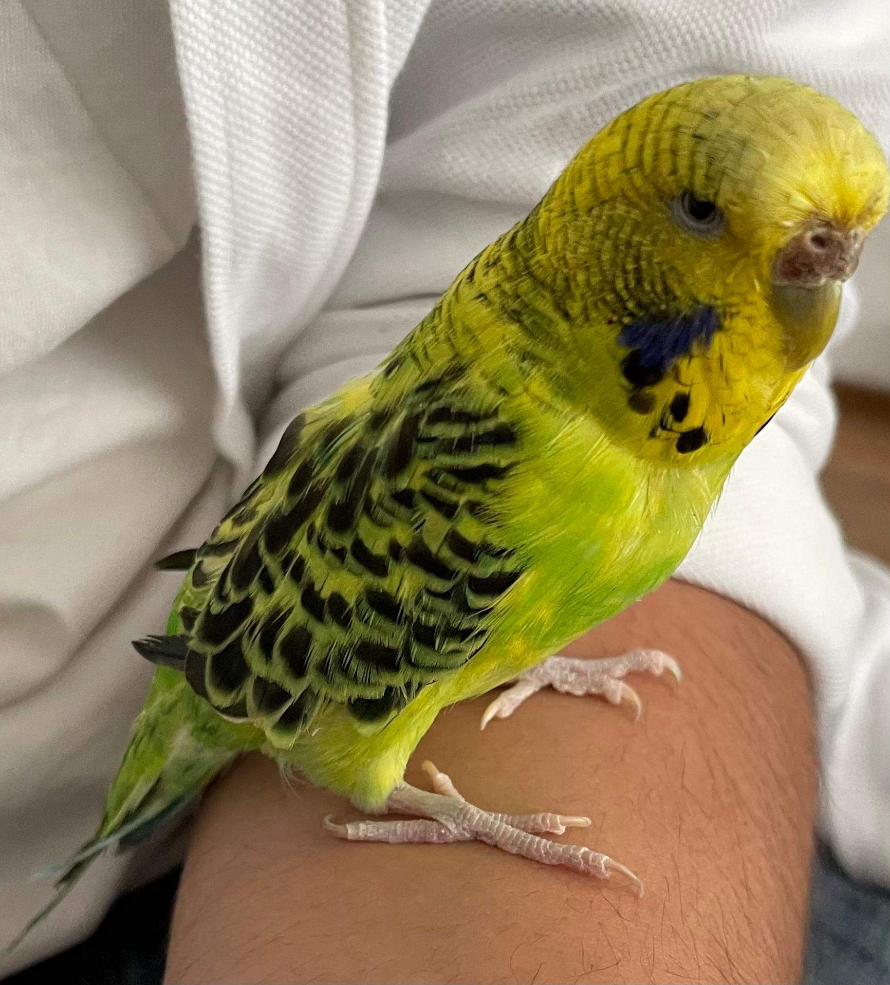 wellensittich verliert federn kann nicht mehr fliegen
