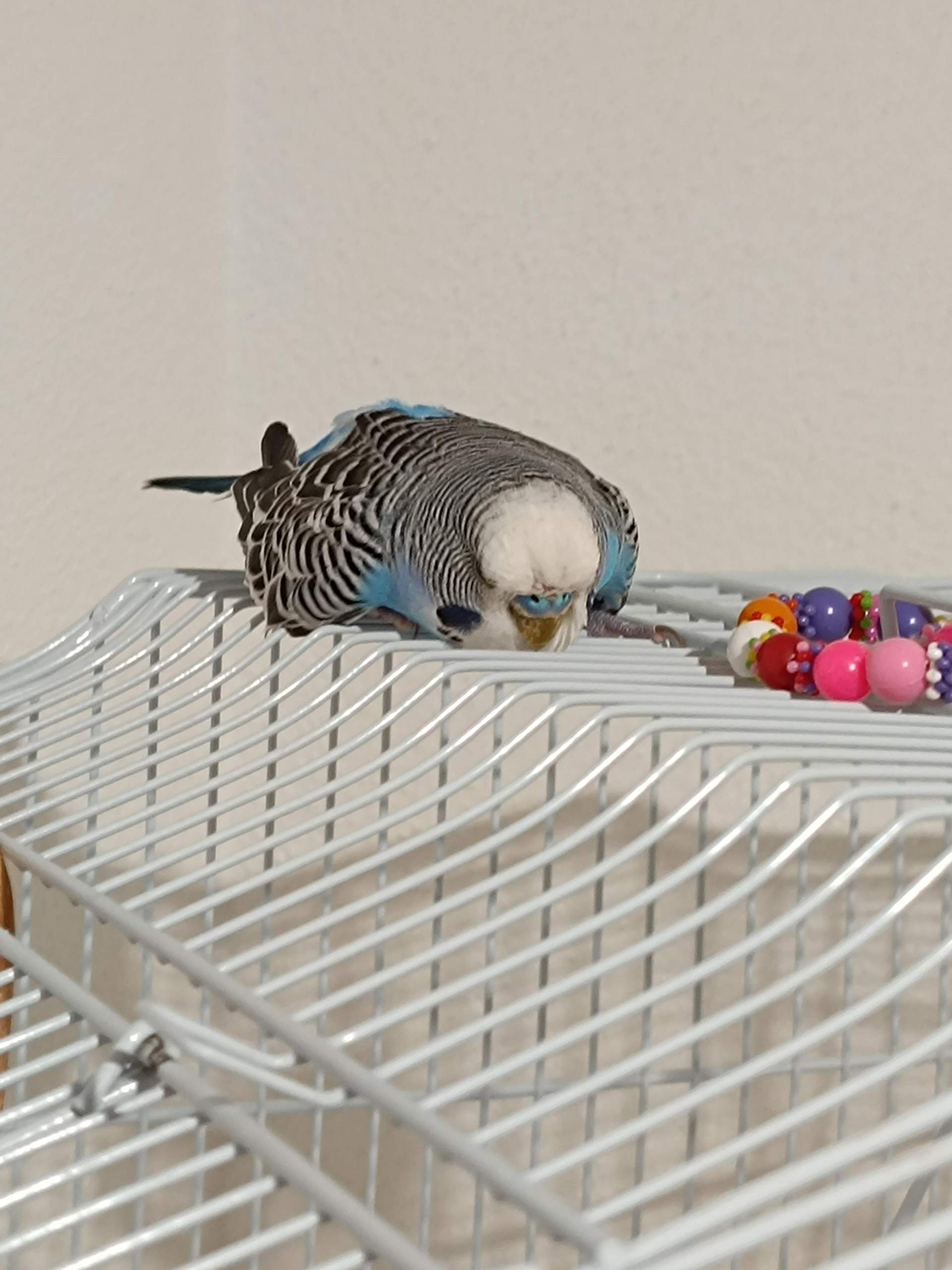 Wellensittich legt sich seitlich auf den Bauch? (Verhalten, Tierarzt, fliegen)