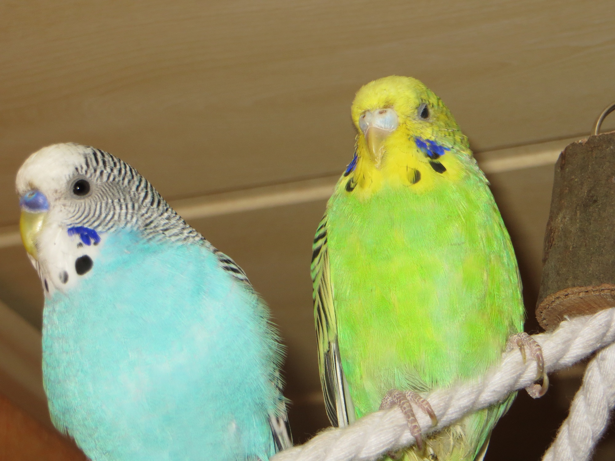 Wellensittich Männchen oder Weibchen? 3