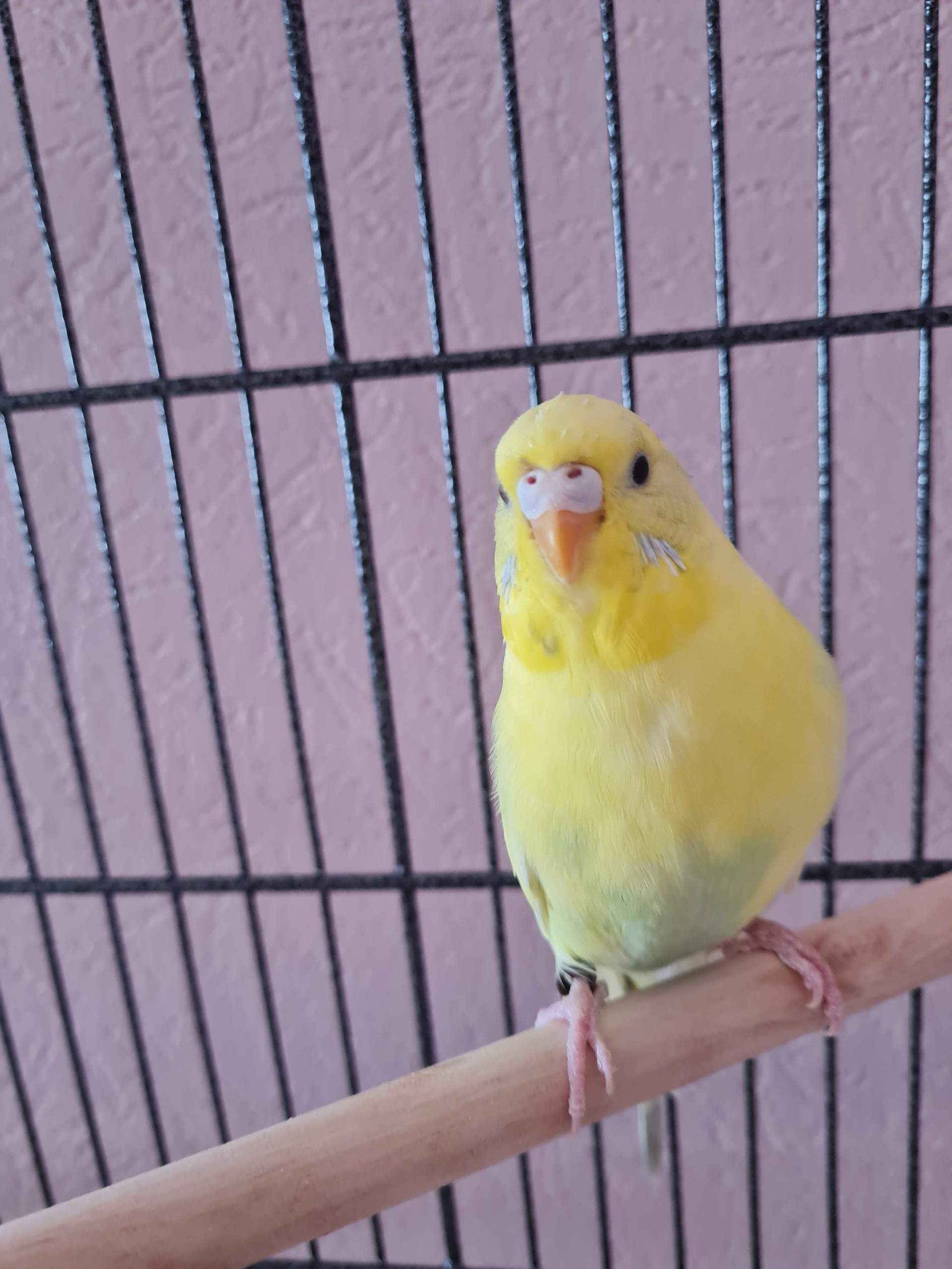 Wellensittich Männchen oder Weibchen? (Geschlecht, Vogelart, Sittiche)