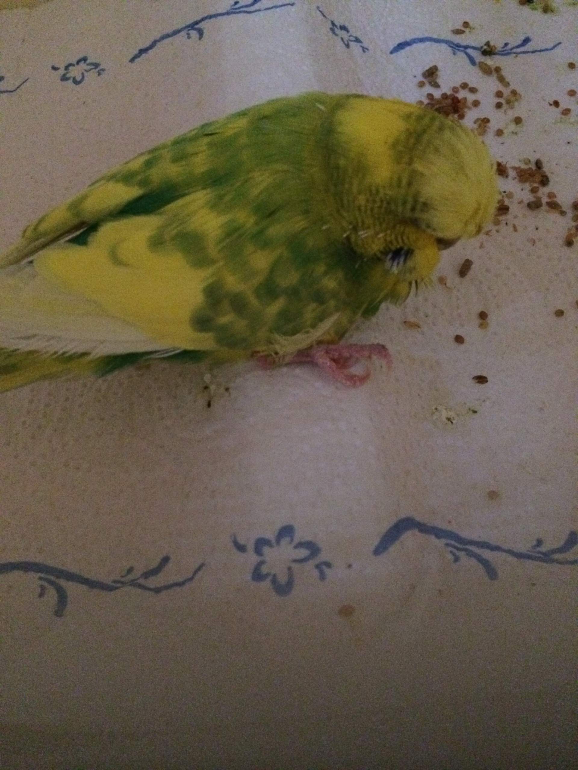 Wellensittich Sitzt Nur Noch Auf Dem Boden