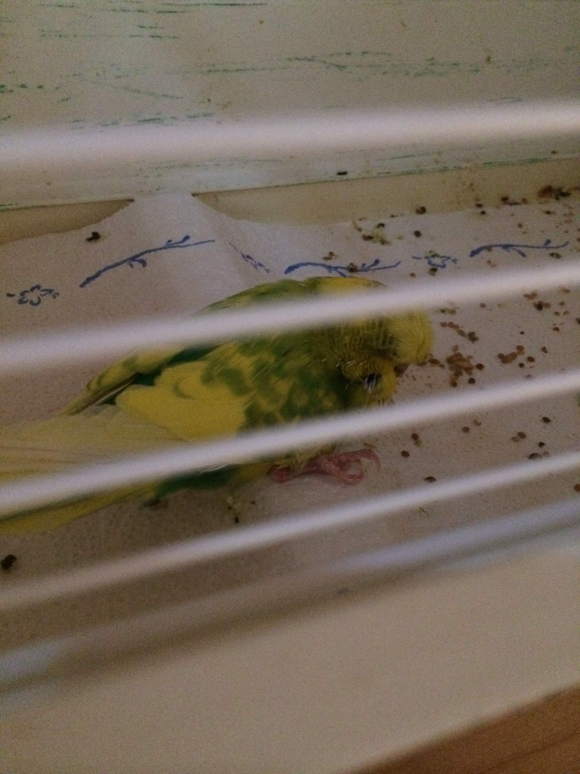 Wellensittich Kann Sich Nicht Mehr Auf Stange Halten wellensittich nur noch auf dem boden.. einschläfern? (Tiere, Haustiere