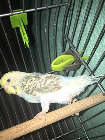 Wellensittich rupft sich die federn raus? (Gesundheit und Medizin ...