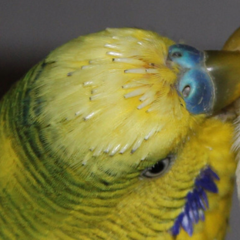 Wellensittich! Sieht aus wie stacheln (am kopf)?! (stachel)