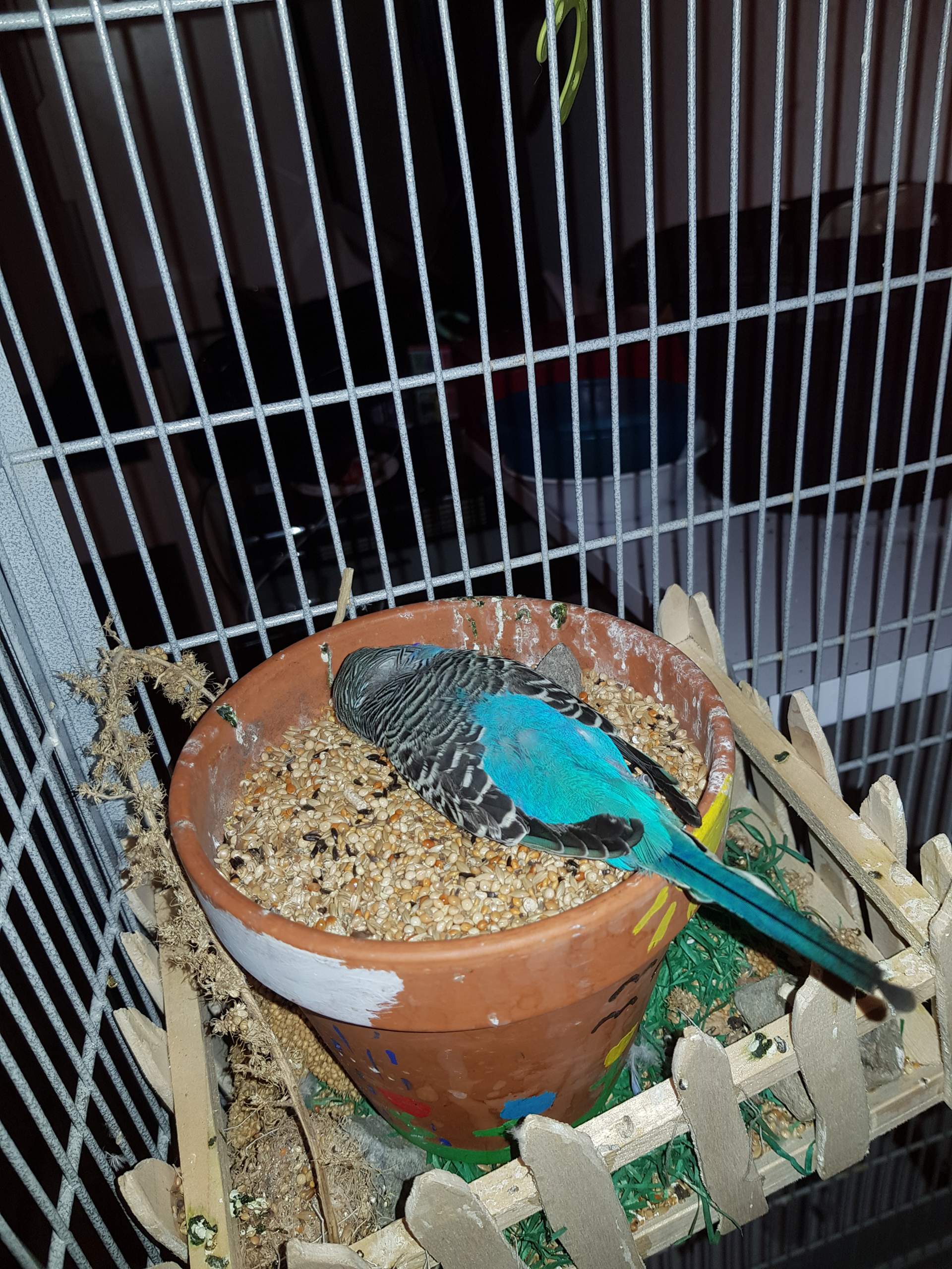 Wellensittich tot umgefallen? (Tiere, Haustiere, Vögel)