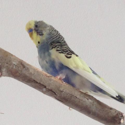 Bild 1 - (Vögel, Wellensittich, Sittiche)