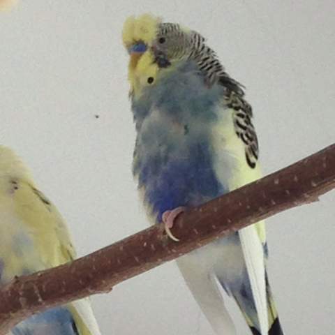 Bild 3 - (Vögel, Wellensittich, Sittiche)