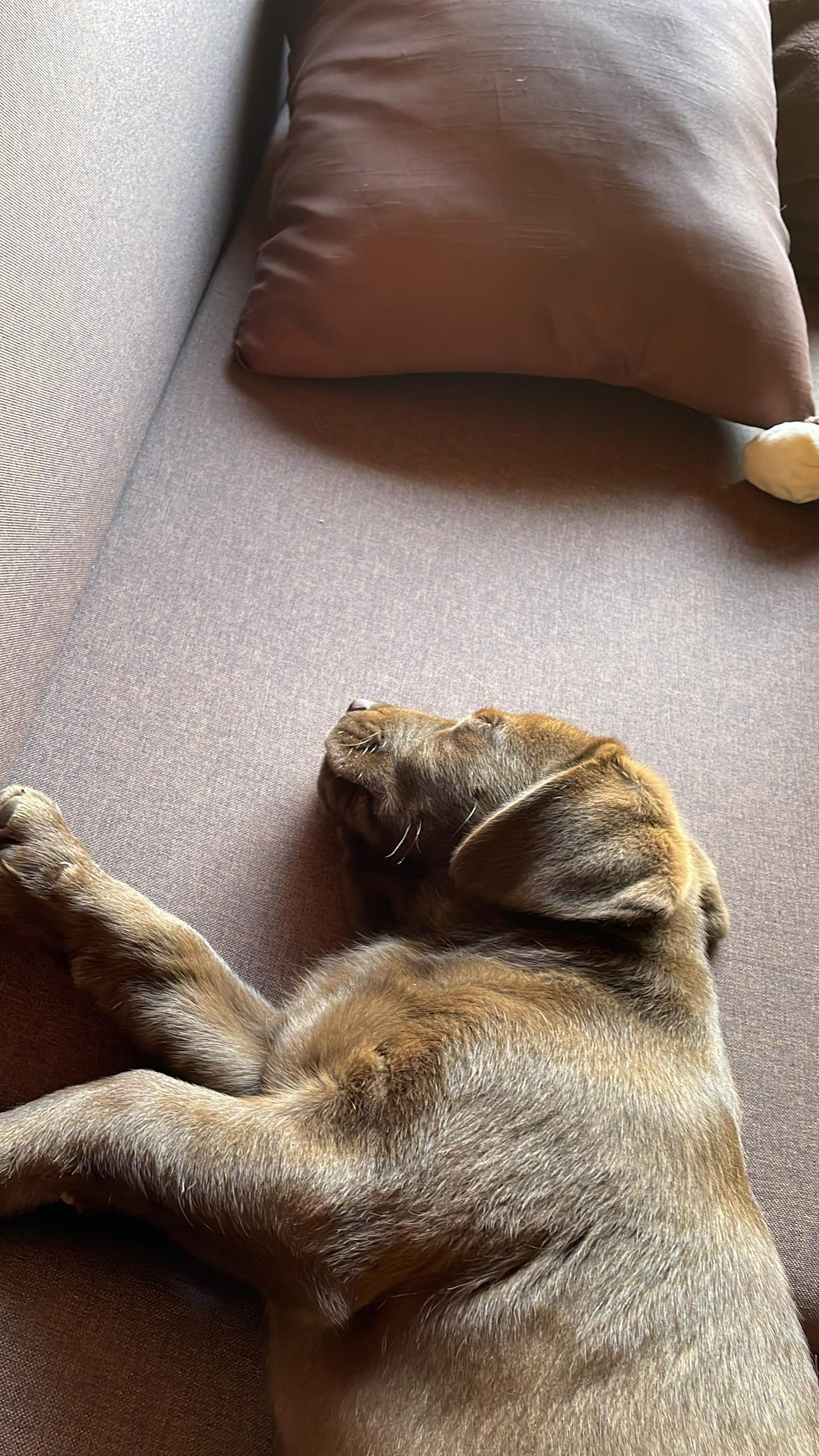 Welpe weint wenn er schlafen muss in der Hütte ? (Hund, Welpen)