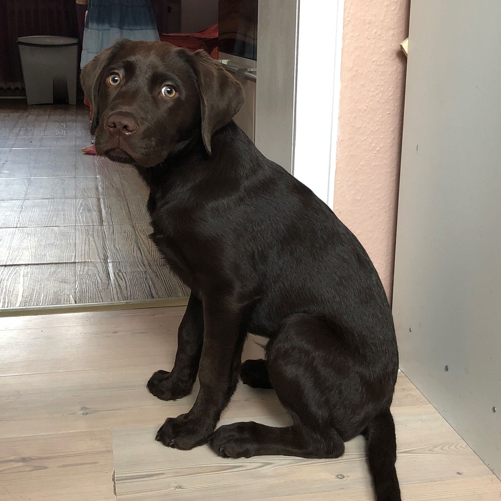 Welpe 16 Wochen Nimmt Nicht Zu Gesundheit Und Medizin Gesundheit Sport Und Fitness