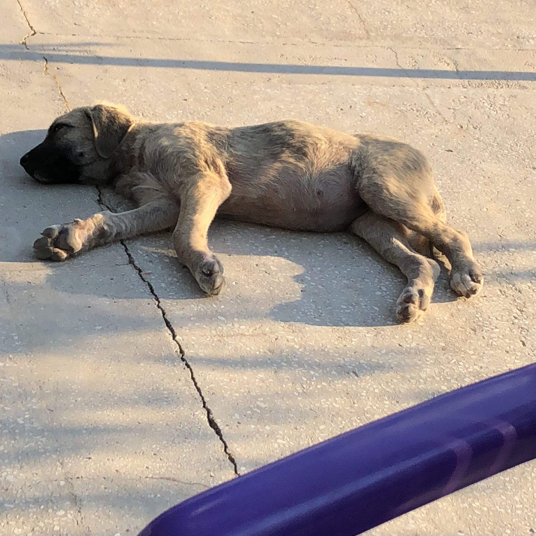 Welpe gefunden in der türkei was tun nach einem Monat? (Hund, spielen