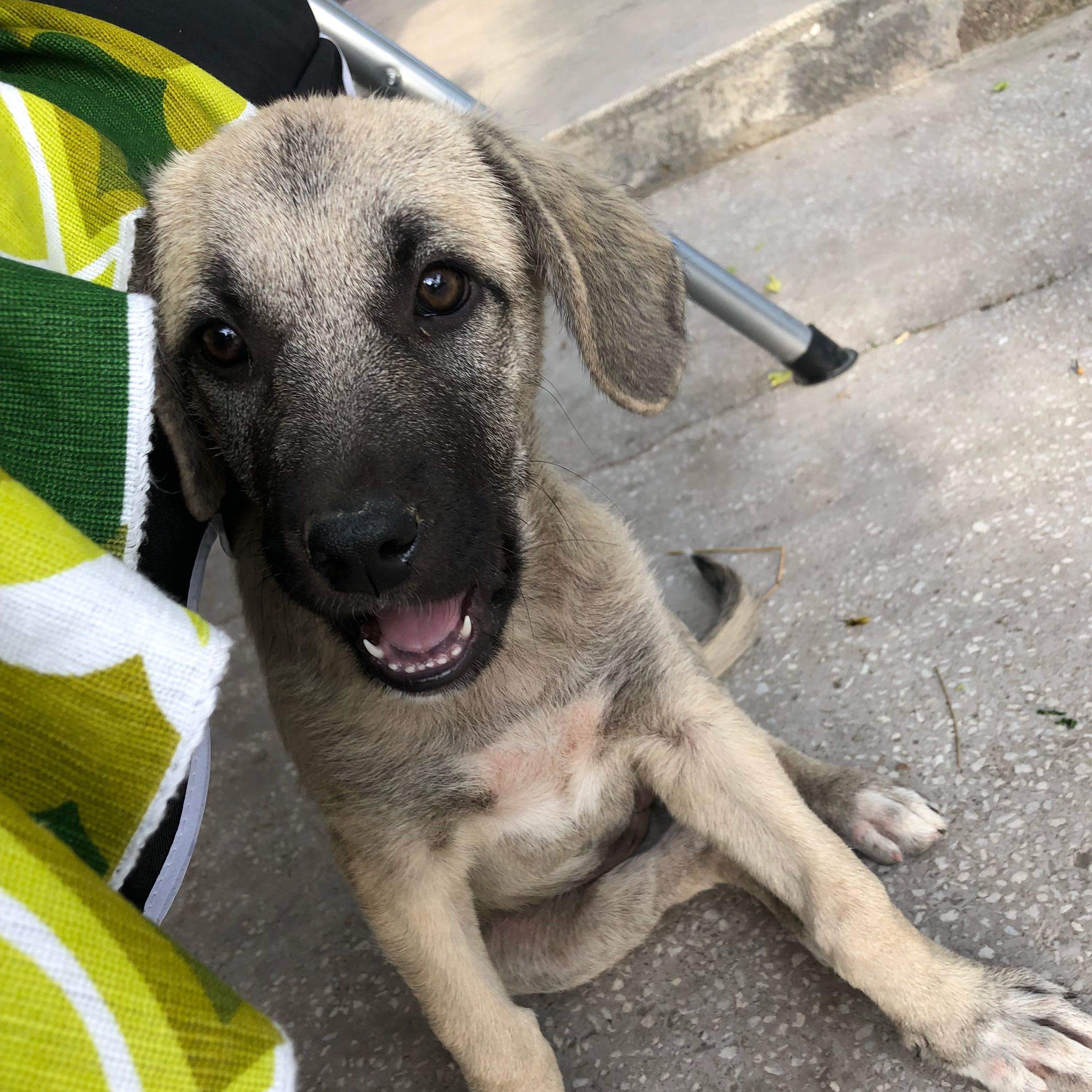 Welpe gefunden in der türkei was tun nach einem Monat? (Hund, spielen