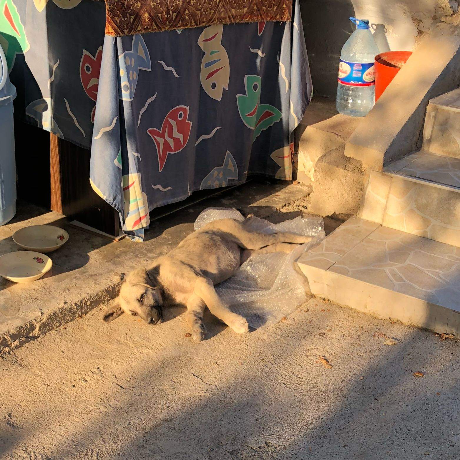 Welpe gefunden in der türkei was tun nach einem Monat? (Hund, spielen