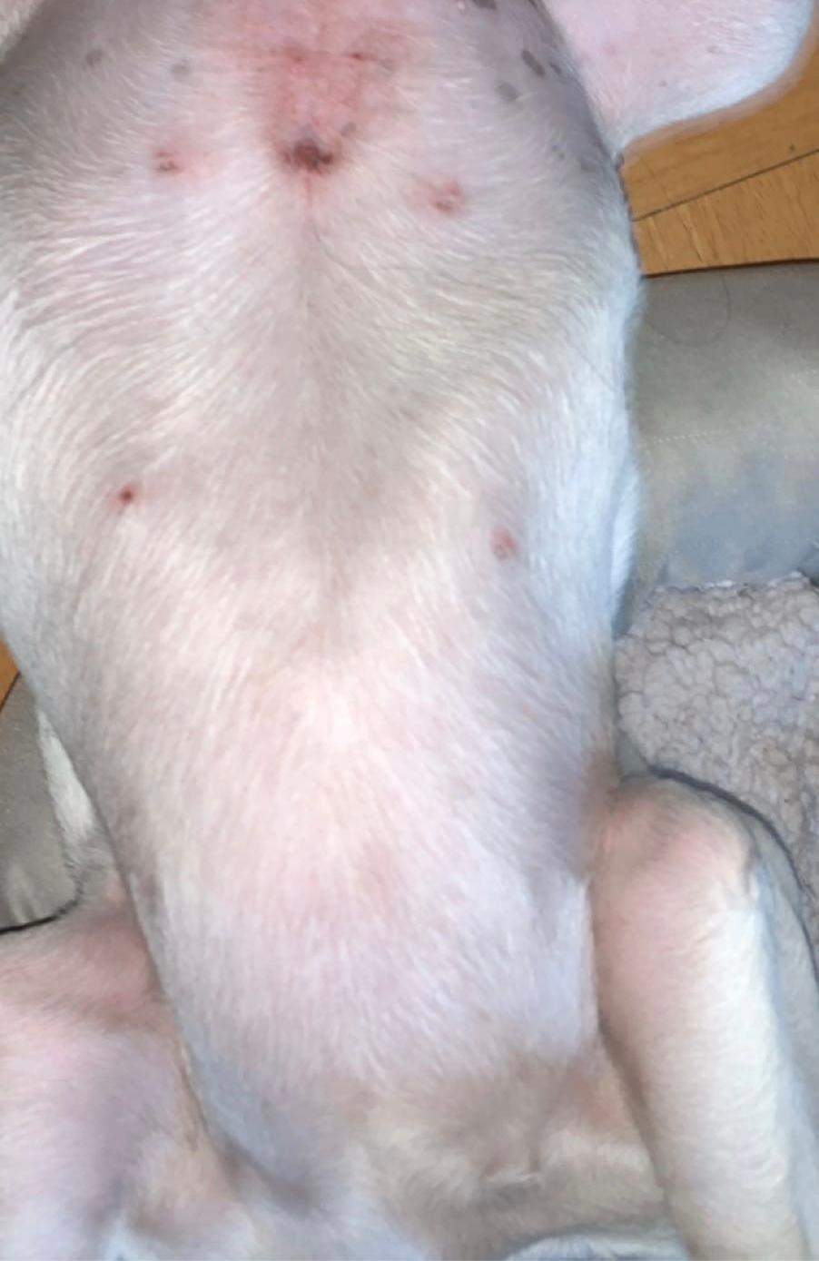 hund kratzt sich ständig am bauch