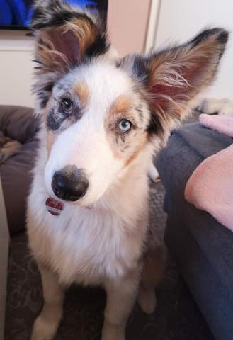 welpe lahmt nach aufstehen