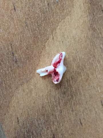 Welpe Milchzahn Abgebrochen Zahne Welpen