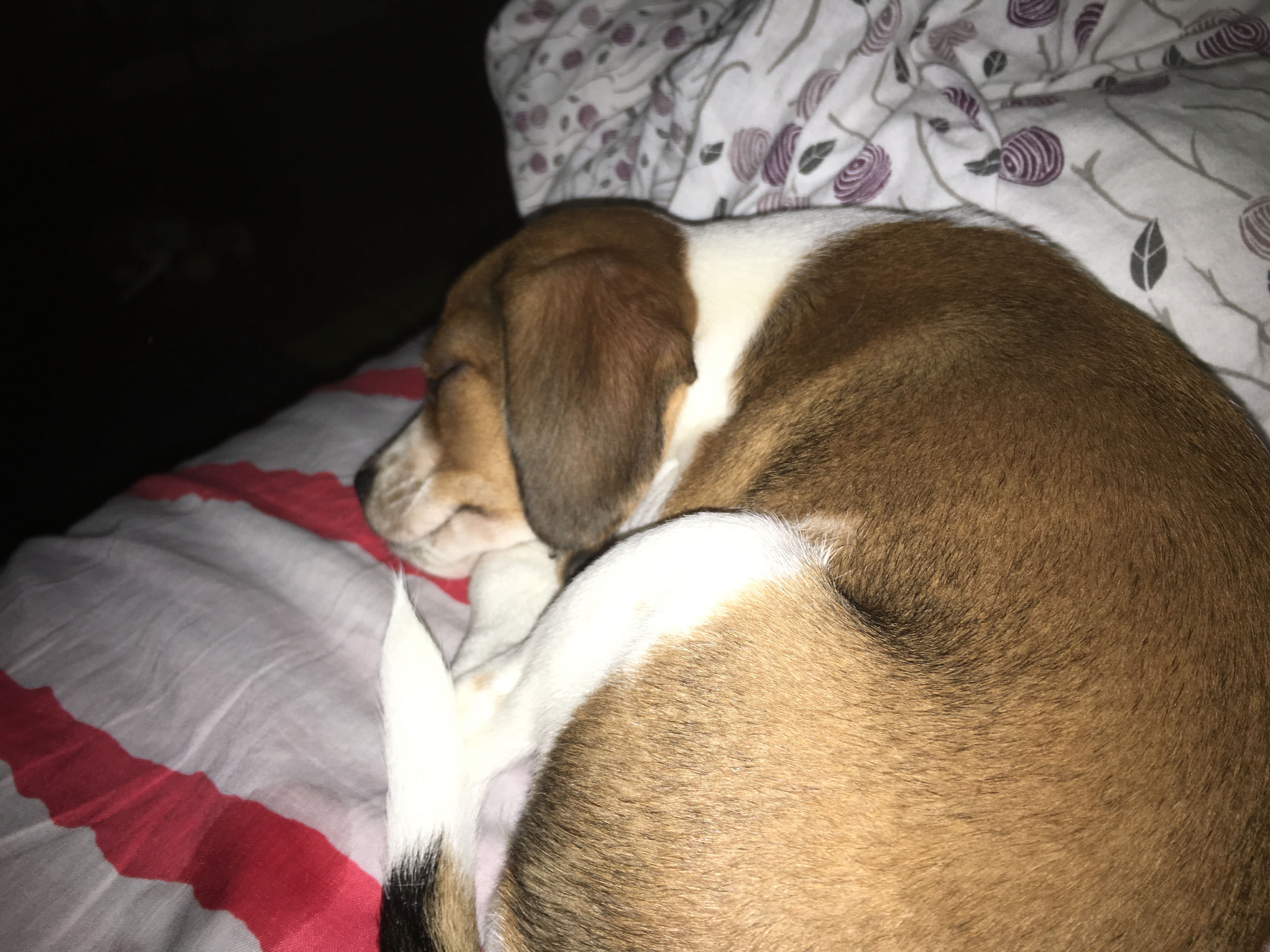 welpe mit auf matratze schlafen lassen hund haustiere welpen