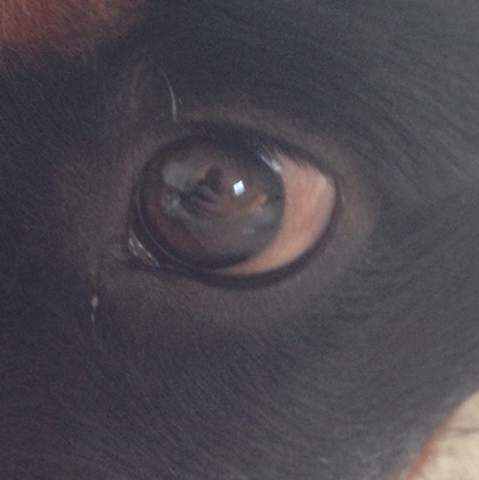 welpe verfarbtes auge hund augen welpen