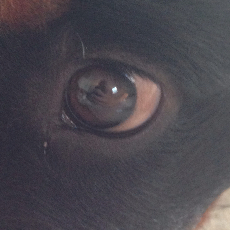 Welpe verfärbtes Auge (Hund, Augen, Welpen)