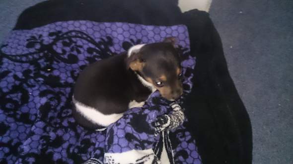 warum winselt der welpe die ganze nacht hund welpen nachts