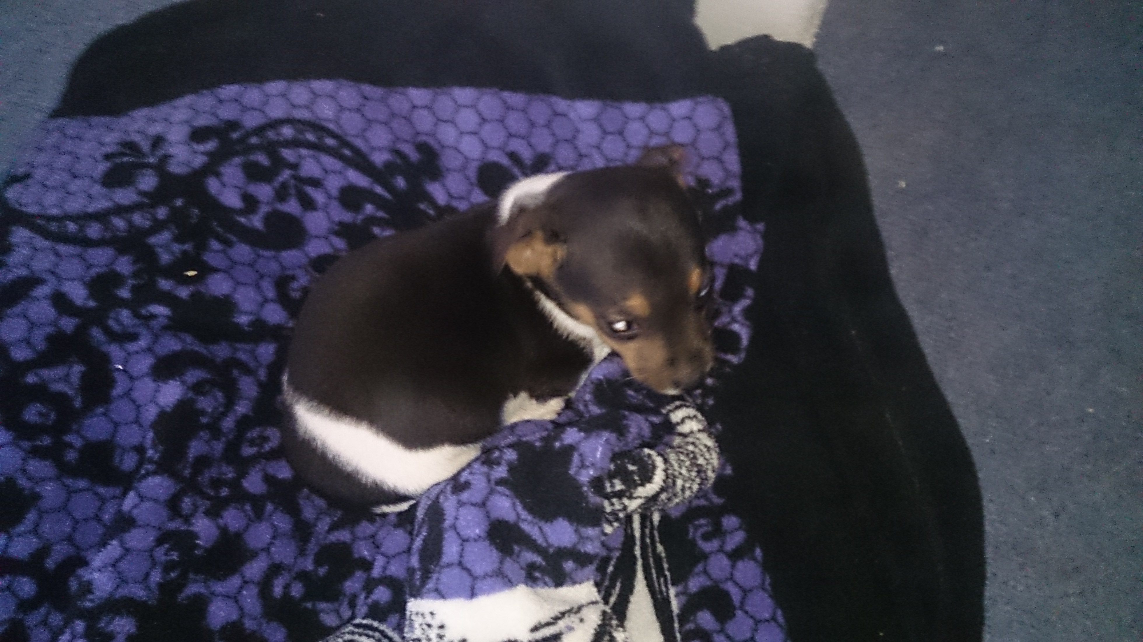 warum winselt der welpe die ganze nacht hund welpen nachts