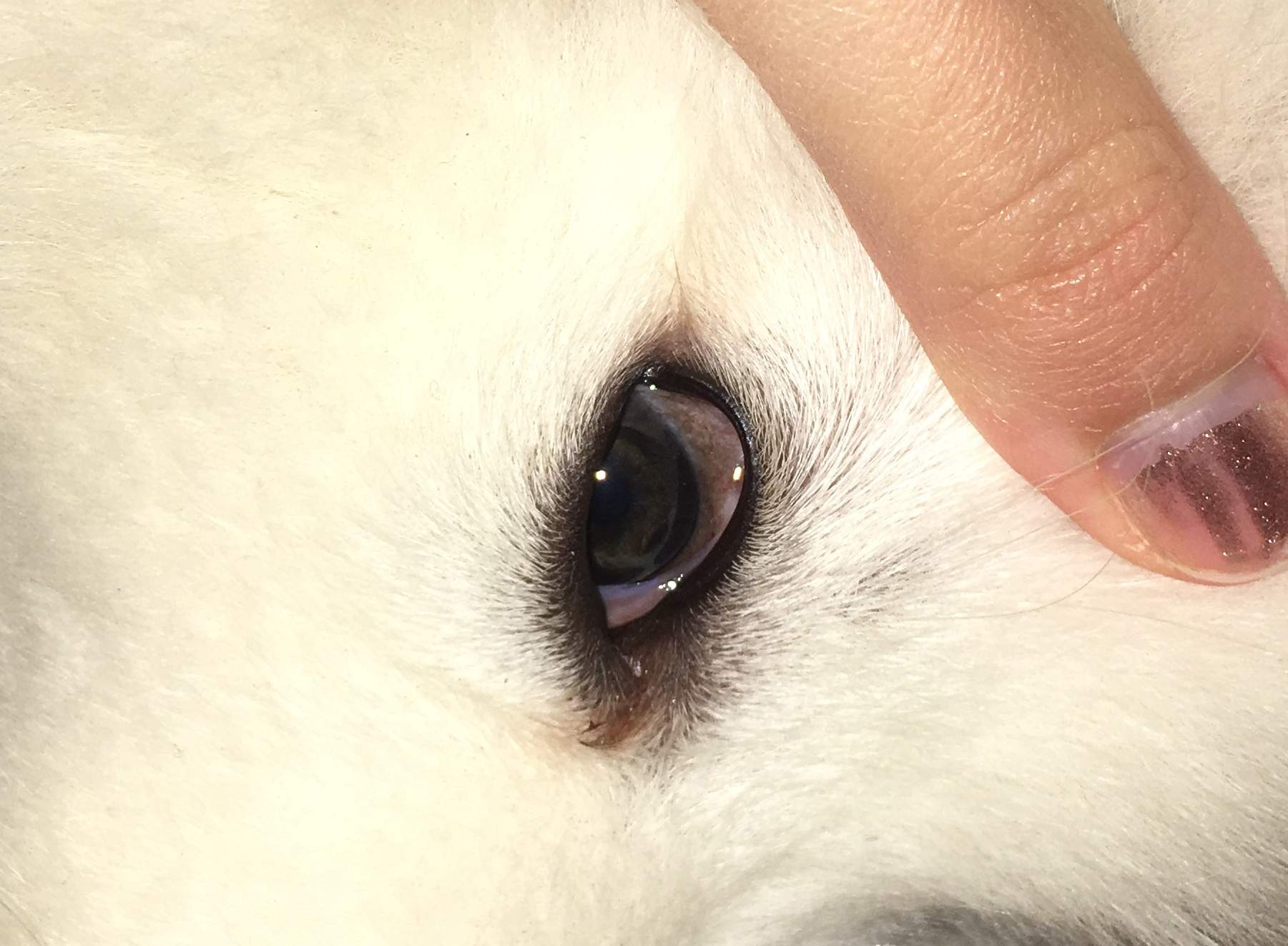 Welpen Auge ist komisch? (Gesundheit, Hund)