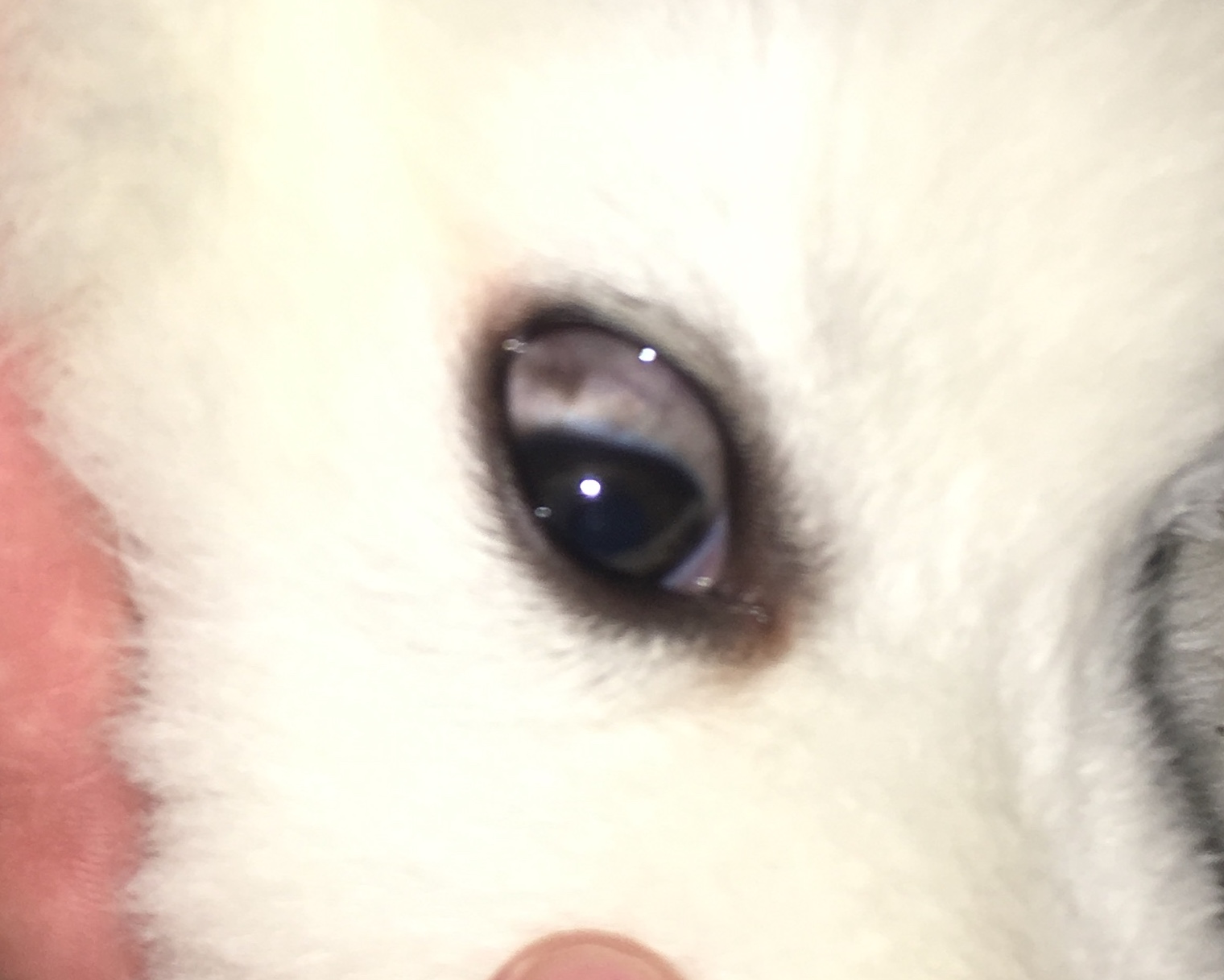 Welpen Auge ist komisch? (Gesundheit, Hund)