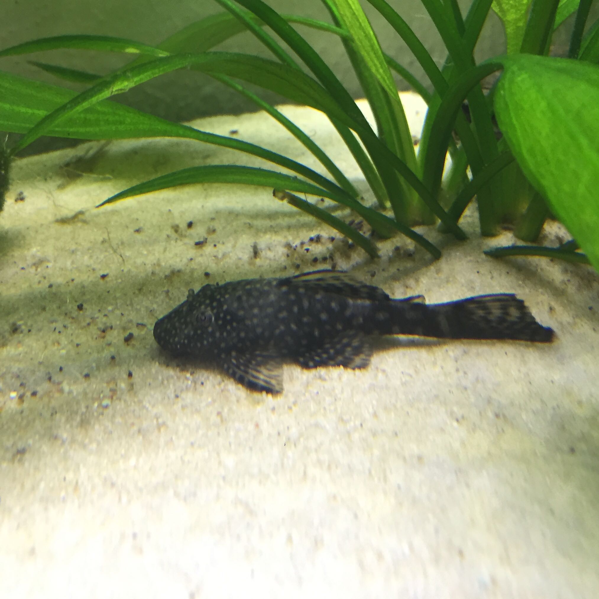 Wels Krank? (Aquarium, Welse, Zierfische) Wels Krank? (Aquarium, Welse, Zierfische)