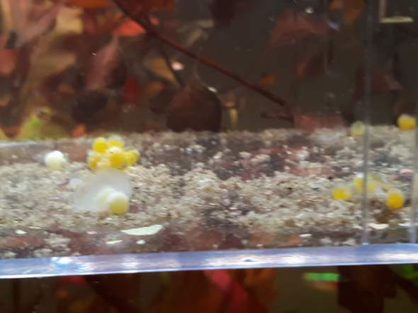 Welseier was ist los? (Aquarium, Welse)