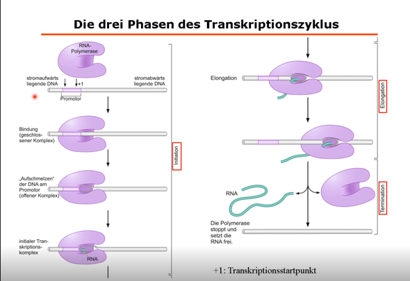 Wenn bei der Transkription die stromaufwärtsliegende DNA das 5' ende ist warum bewegt sich die RNA-Polymerase stromabwärts?