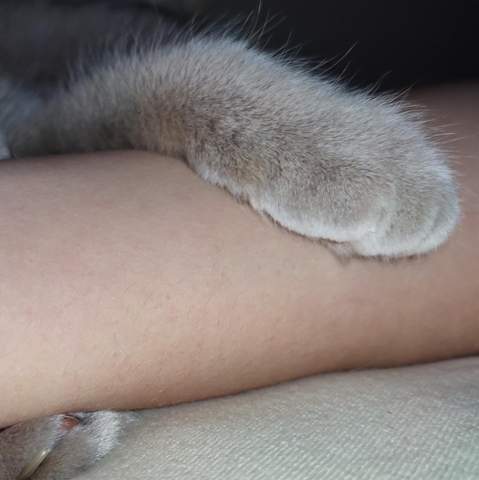 Wenn ich schlafen möchte, umarmt meine Katze meinen Arm, was kann ich dagegen machen?