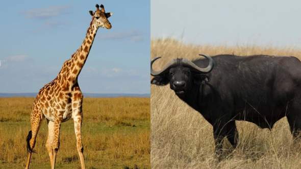 Wenn ihr euch entscheiden müsstet entweder als Giraffe weiter zu leben oder als Büffel?