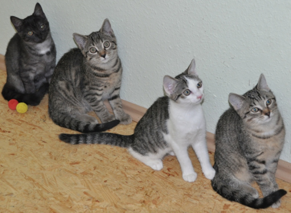 Wenn ihr wählen könntet, welches dieser Kitten würdet ihr dann nehmen?