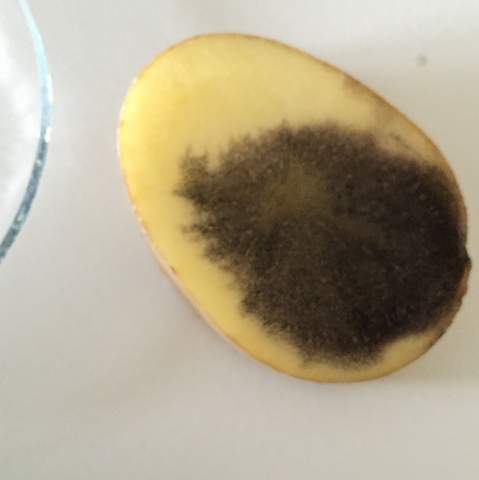 Kartoffel ist dunkler wie wenn man die Jodidlösung auf normales Stärkepulver tut - (Farbe, Kartoffeln, Stärke)