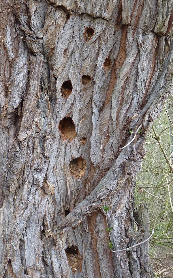 Wer bohrt solche Löcher in einen Baum? (Biologie, Vögel