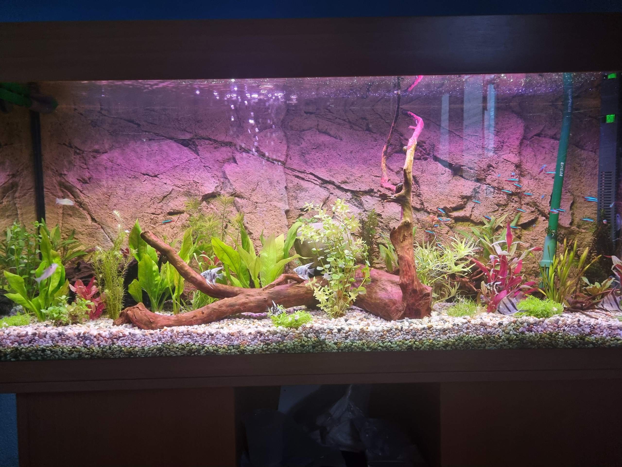 Wer frisst meine Neons? (Wasser, Aquarium, Aquariumfische)