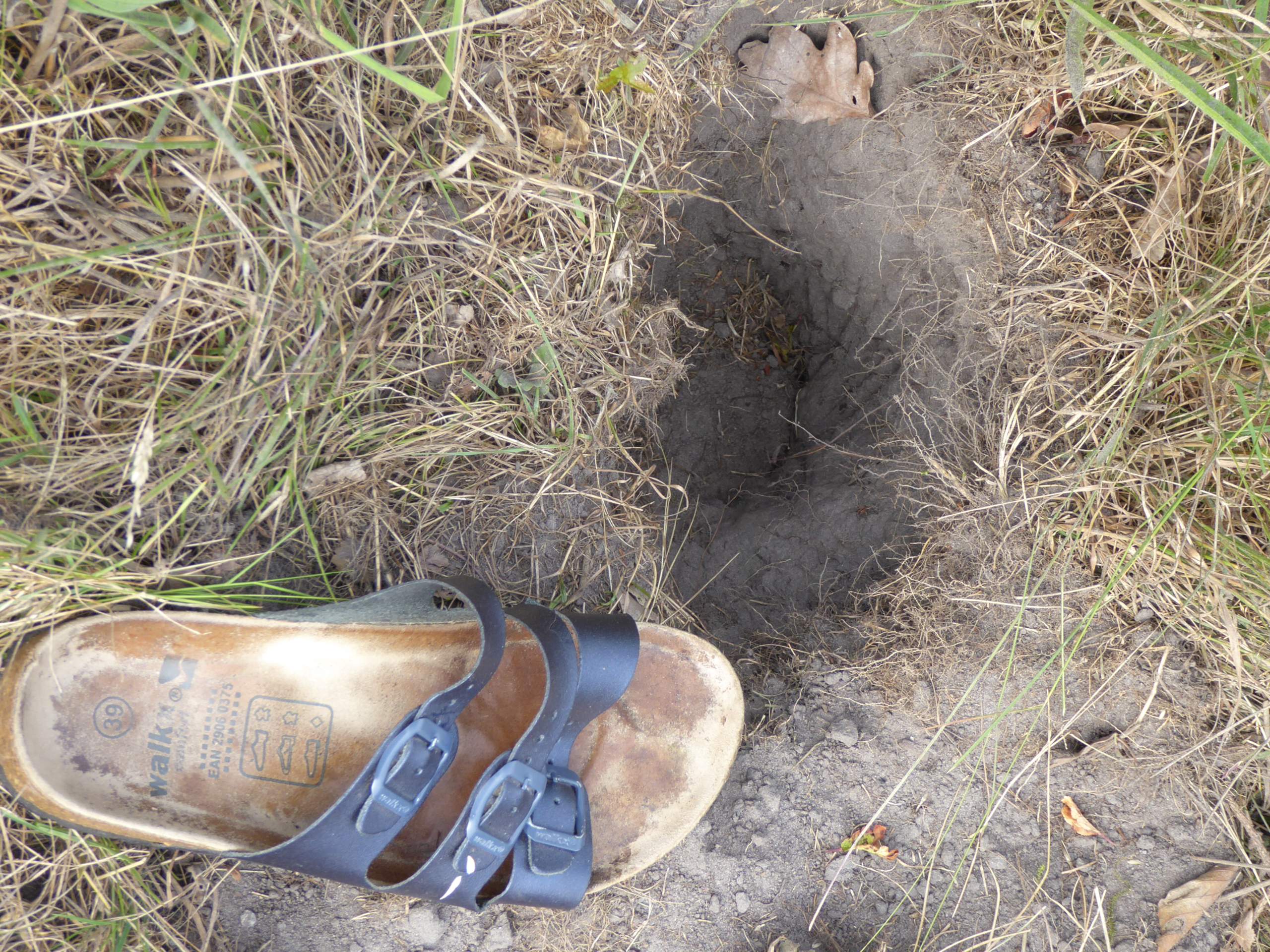 Wer gräbt nächtens solche Löcher in meinen Garten? (Tiere, Natur ...