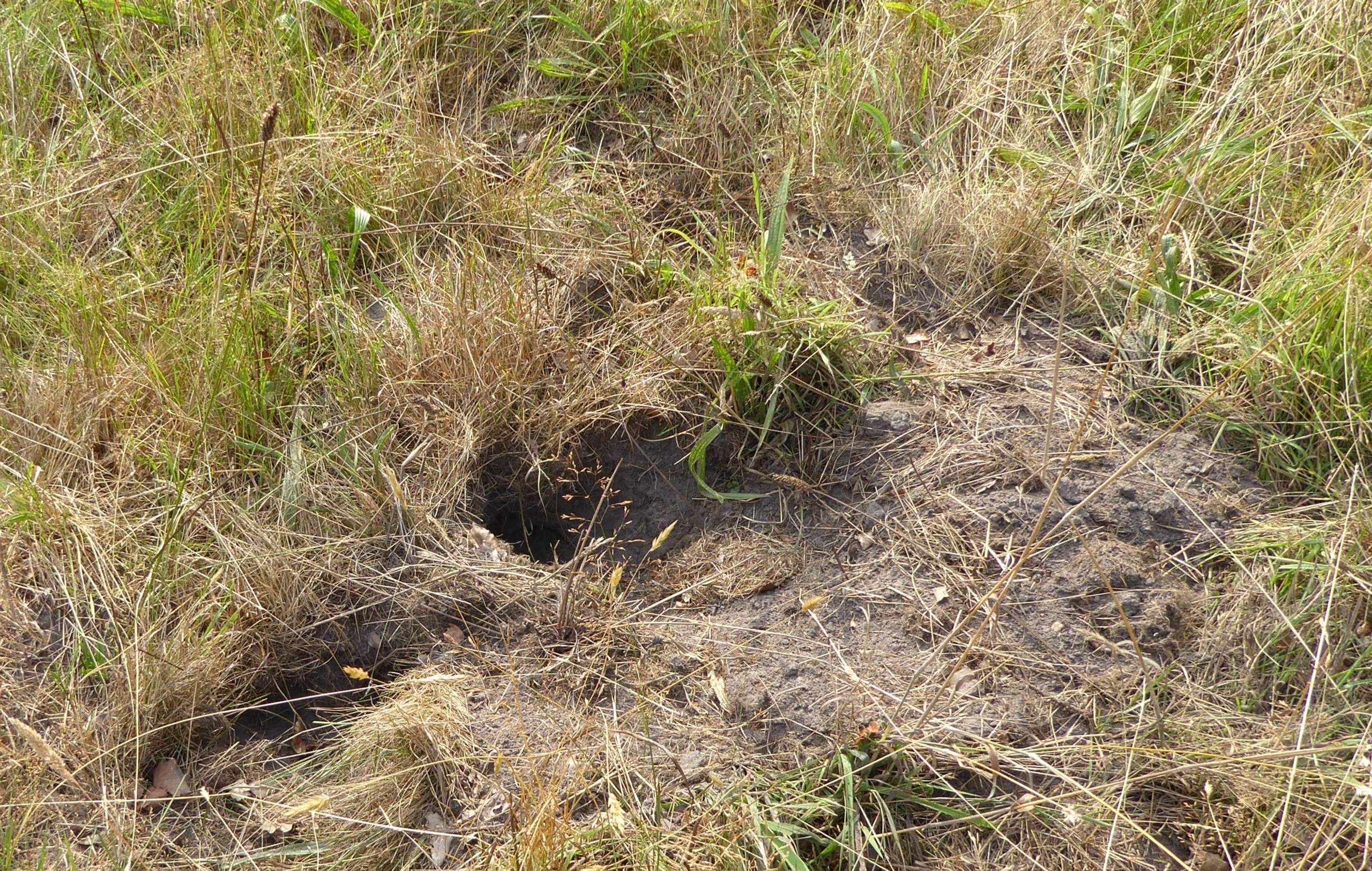 Wer gräbt nächtens solche Löcher in meinen Garten? (Tiere, Natur