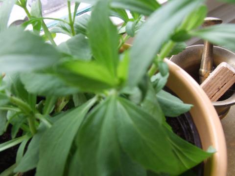 - (kochen, Garten, marmeladelade)